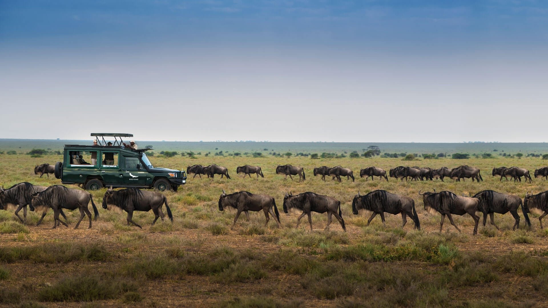 A line of elephants walking across a savannah in Africa at sunset